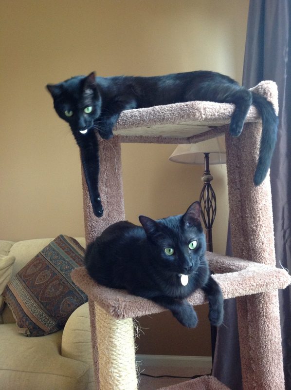 Two black cats are laying on top of a cat tree.