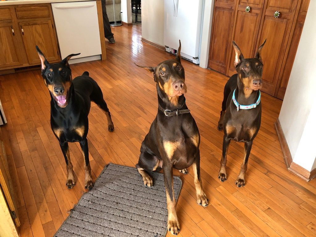 Three dogs sitting on the floor in a kitchen.