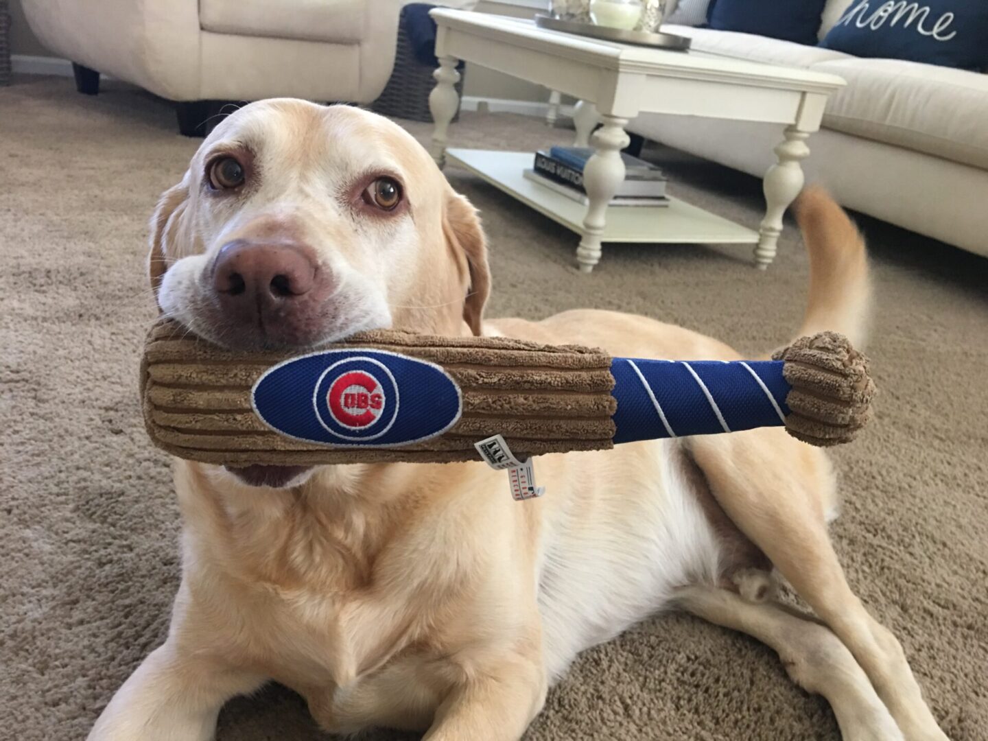 A dog is holding a baseball bat in its mouth.