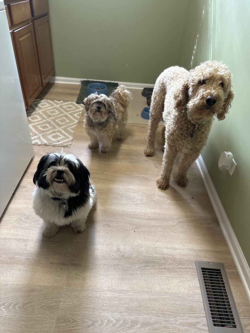 Three dogs are standing in a hallway together.