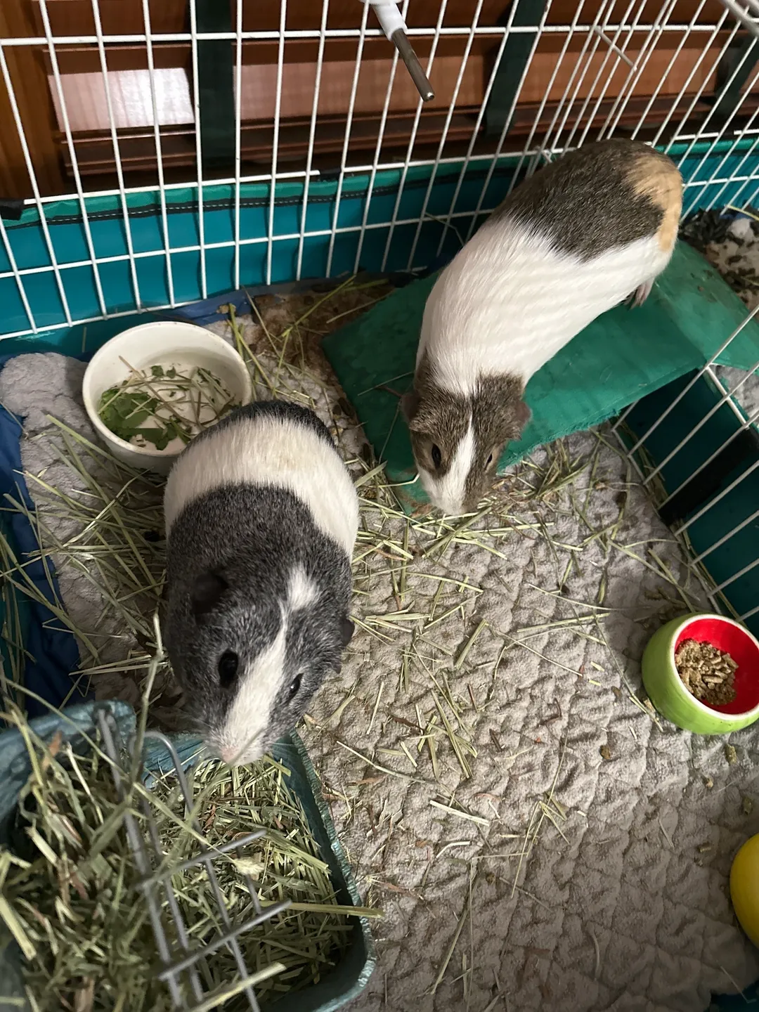 Two guinea pigs eating food in a cage.