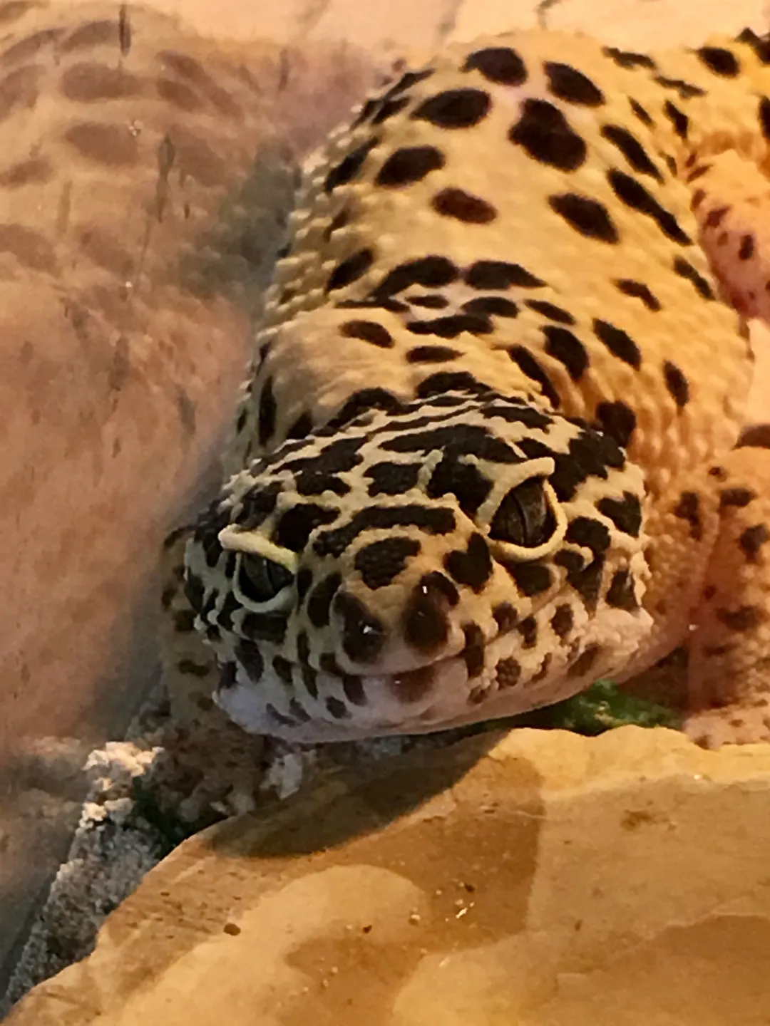 A leopard gecko is laying on the ground.