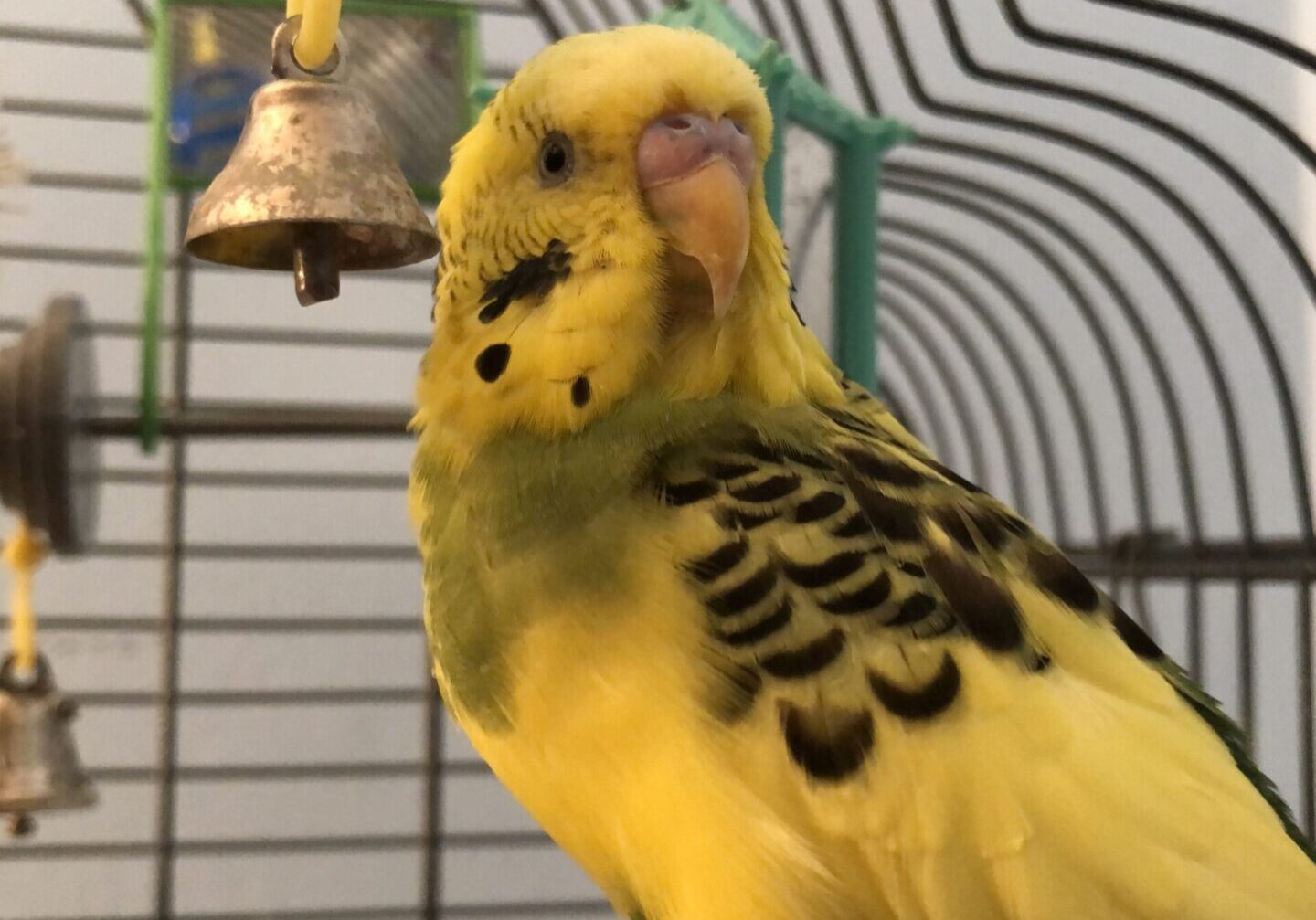 A yellow bird with black markings on its face.